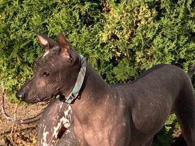 XOLOITZCUINTLE FOR SALE