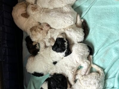CKC F1BB Goldendoodles