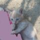 Rehoming 3 stray kittens