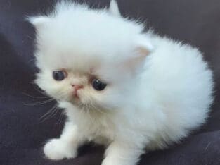 Persian Kittens