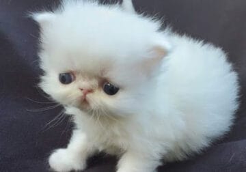 Persian Himalayan Kittens