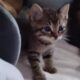 Rehoming 3 stray kittens