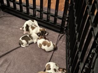 Free Mixed Collie Puppies