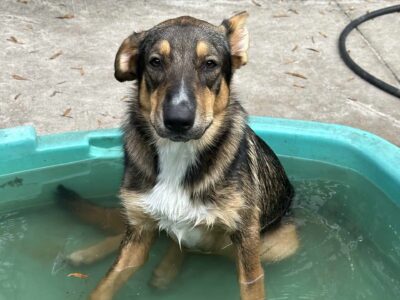 English Shepherd, German Shepherd mix