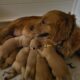 Golden Retriever Puppies Ready For New Home 11/5