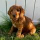 Golden doodles