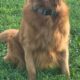 Golden Retriever Puppies Ready For New Home 11/5
