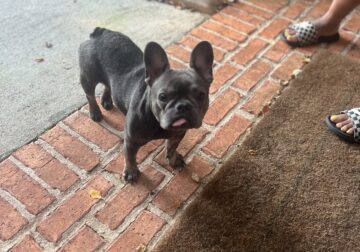 Frenchie Bulldog