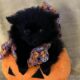 Pomeranian puppies