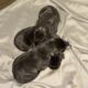 Pure Bred Cane Corso Puppies