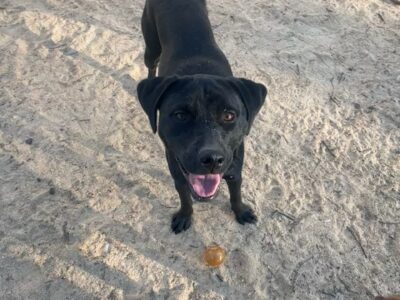Black lab for rehome (Luna)