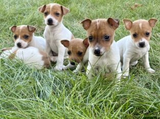 Toy Fox Terrier