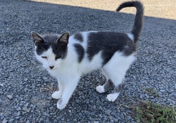 Loving Young Cat