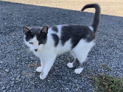 Loving Young Cat