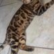 Bengal kittens