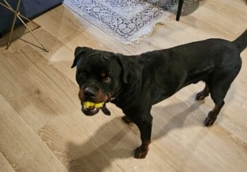 Getman Rottweiler