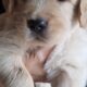 Golden Retriever Puppies Ready For New Home 11/5