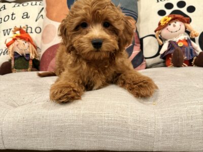 Cavapoos