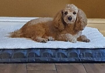 Selling my 4 year old toy poodle