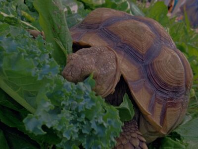 African Tortoise