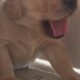 Golden Retriever Puppies Ready For New Home 11/5