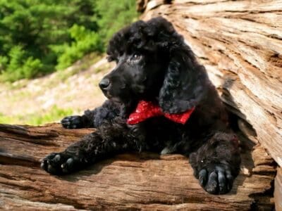 Standard Poodles Moyen