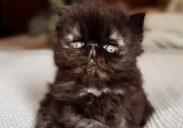 Persian Kittens