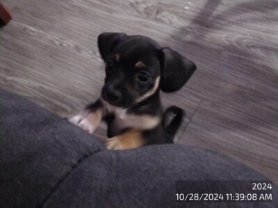 Puppies 4 sale