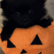 Pomeranian puppies