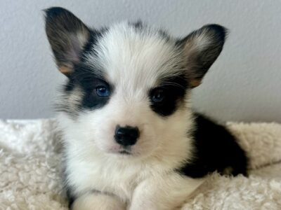 Corgi Puppies