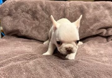 Adorable Frenchies for Sale