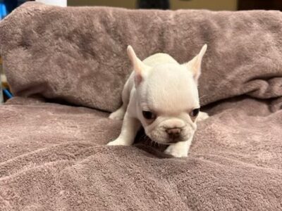 Adorable Frenchies for Sale