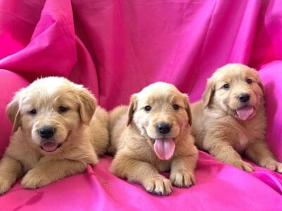 Golden Retriever Puppies