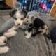 Beautiful Aussie Puppies