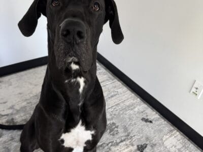 Great Dane “Buzz” Male Almost 2 years Old
