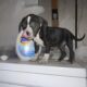 American Blue x XL Bully