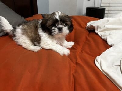 2 Female Shih Tzu