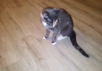 Free Cat