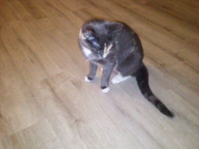 Free Cat