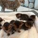 Bengal kittens