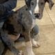 Great Dane Puppies
