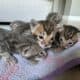 Bengal kittens