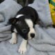 Boston terrier puppies getting ready for their for