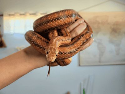 Beautiful Rat Snake