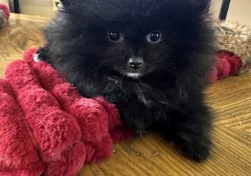 Tiny female Pomeranians