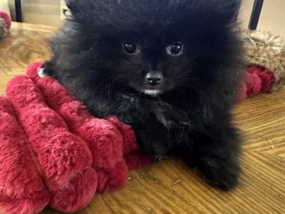 Tiny female Pomeranians