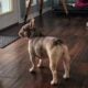 French bulldog for sale
