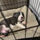 7 week old puppy