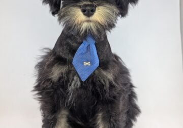 Mini Schnauzer Pups