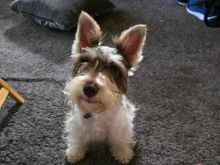 Mini schnauzer parti female
